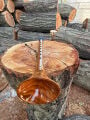 ALMOND AĞACI ZURNA KAMIŞ VE  BORUSU DAHİL